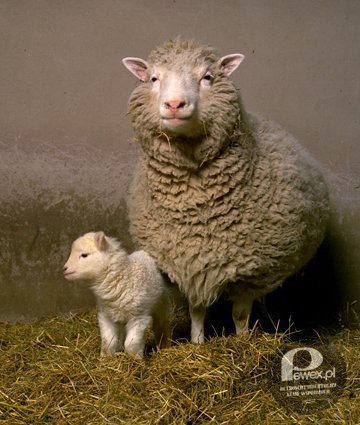 Urodziła się owca Dolly